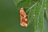 Archips xylosteana