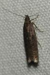 Neofaculta ericetella