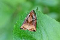 Archips podana