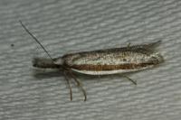Pleurota bicostella