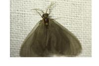 Sterrhopterix fusca