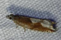 Ancylis uncella