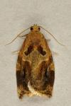 Archips xylosteana