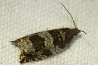 Ancylis achatana