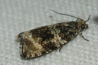 Celypha lacunana