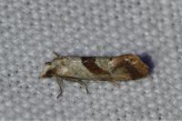 Falseuncaria ruficiliana