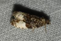 Hedya pruniana