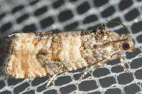 Piniphila bifasciana