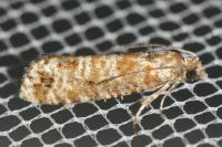 Rhyacionia pinivorana