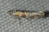 Cedestis gysseleniella