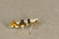 Argyresthia brockeella