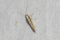 Plutella xylostella