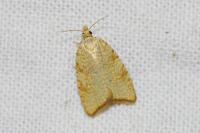 Aleimma loeflingiana