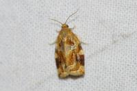 Archips xylosteana