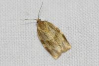Choristoneura hebenstreitella
