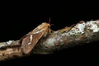 Korscheltellus lupulinus