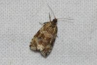 Celypha lacunana