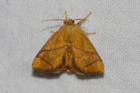 Apoda limacodes