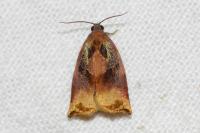 Archips podana