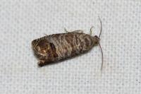 Cydia pomonella
