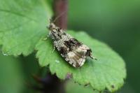 Celypha lacunana