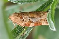 Archips xylosteana