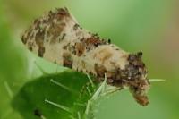 Neocochylis molliculana