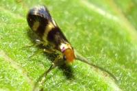 Micropterix aglaella