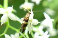 Micropterix aglaella