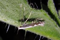 Dialectica scalariella