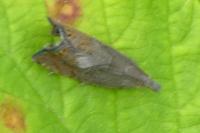 Dichrorampha