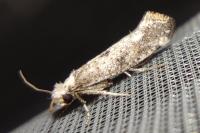 Paraswammerdamia