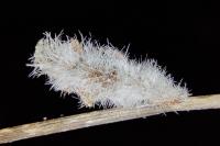 Coleophora pennella