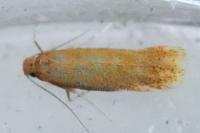 Tischeria