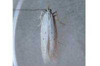 Nothris