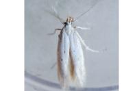 Nothris