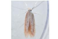 Nothris