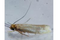 Tinea