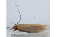 Tinea