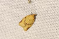 Clepsis consimilana