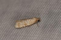 Isotrias stramentana