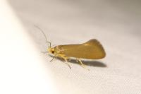 Crassa unitella