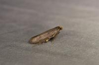 Agnoea