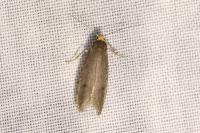 Agnoea