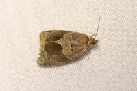 Clepsis dumicolana