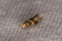 Bucculatrix thoracella