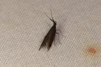 Coleophora aleramica