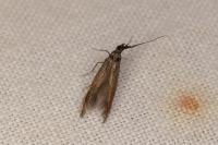 Coleophora aleramica