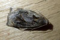Archips crataegana