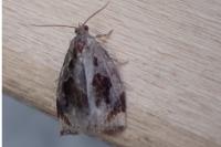 Archips crataegana